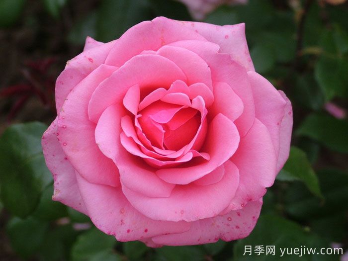 阿尔伯特亲王月季(图2)