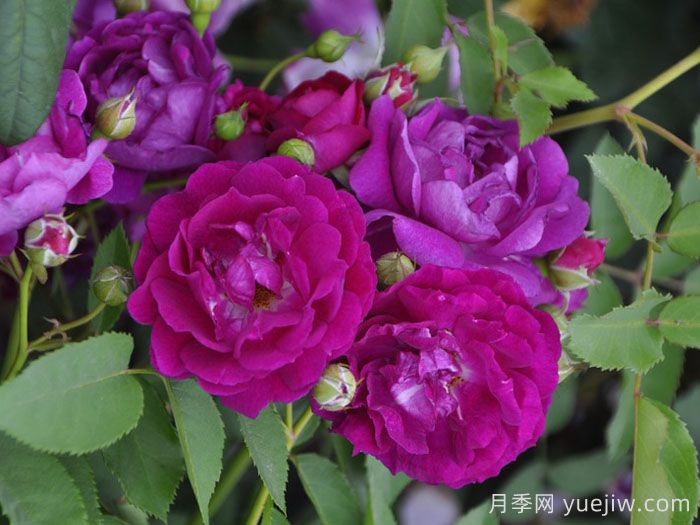 艾凡赫月季/艾芬豪(图1)