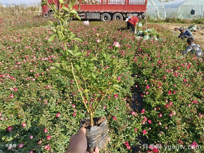 园林景观绿化工程是如何选苗的?有哪些标准? (图2) 园林景观绿化工程是如何选苗的?有哪些标准? (图2)