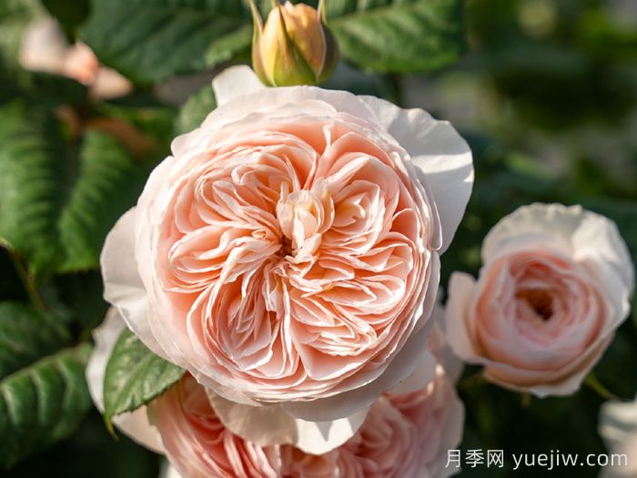 藤本月季品种那么多!看看哪一款最适合你!(图1) 藤本月季品种那么多!看看哪一款最适合你!(图1)