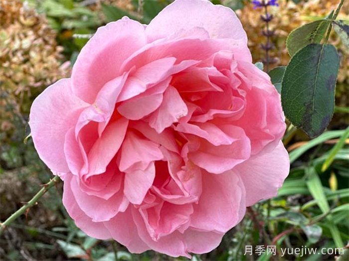 藤本月季品种那么多!看看哪一款最适合你!(图2) 藤本月季品种那么多!看看哪一款最适合你!(图2)