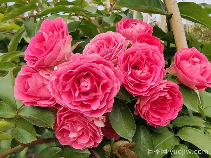 藤本月季品种那么多!看看哪一款最适合你!(图5) 藤本月季品种那么多!看看哪一款最适合你!(图5)
