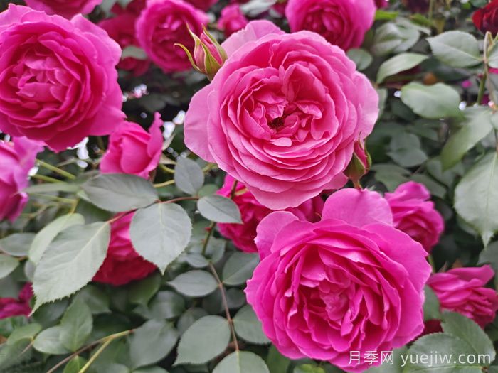 藤本月季品种那么多!看看哪一款最适合你!(图7) 藤本月季品种那么多!看看哪一款最适合你!(图7)