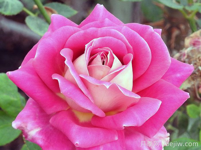 艾伦阿贝尔月季(图1)