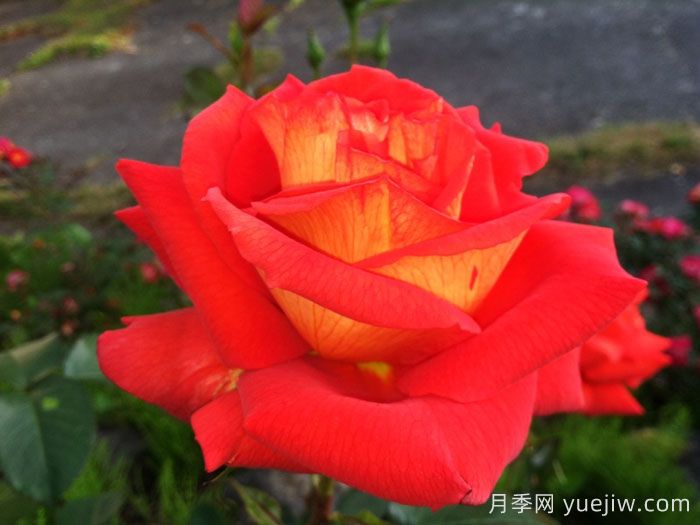 赌城月季/拉斯维加斯(图2)