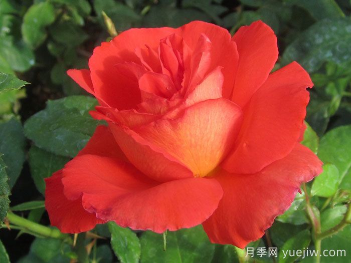 赌城月季/拉斯维加斯(图1)