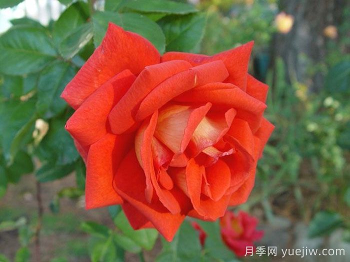 赌城月季/拉斯维加斯(图3)