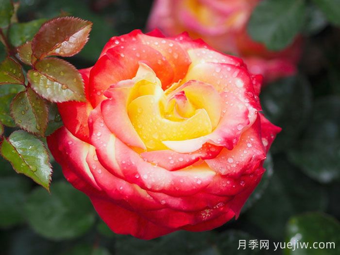 赌场月季/巴登巴登赌场(图1)