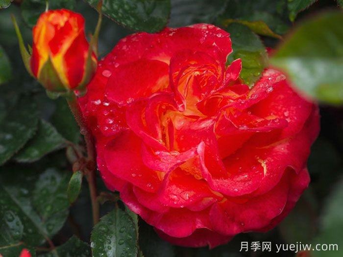 赌场月季/巴登巴登赌场(图2)