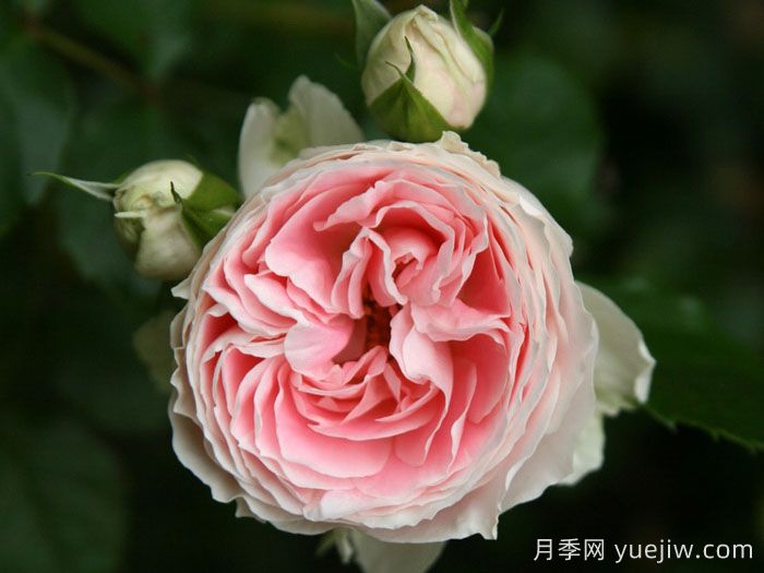 绒球门廊月季/绒球花环/门廊绒球/夏日羊绒(图1)