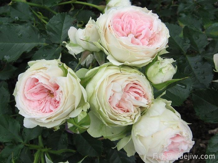 绒球门廊月季/绒球花环/门廊绒球/夏日羊绒(图3)