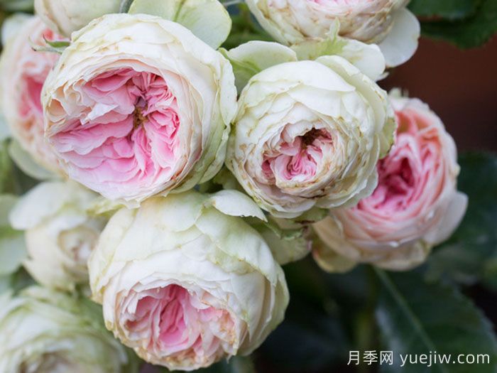 绒球门廊月季/绒球花环/门廊绒球/夏日羊绒(图4)