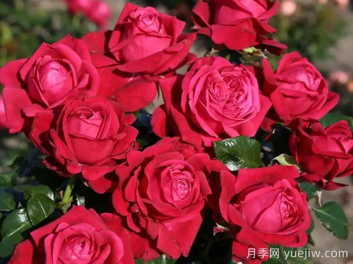 红宝石之吻月季/吸血鬼之吻(图3)