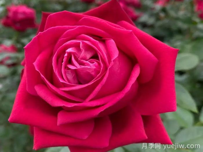 红宝石之吻月季/吸血鬼之吻(图2)