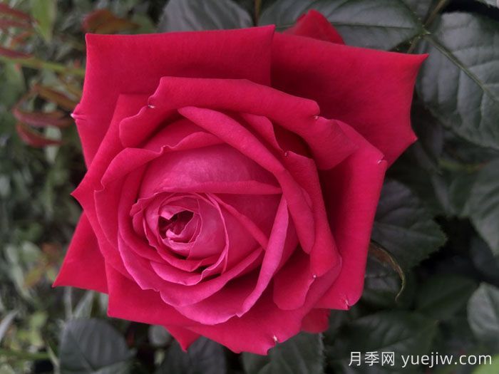 红宝石之吻月季/吸血鬼之吻(图4)