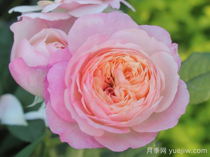 康斯坦茨月季(图1)