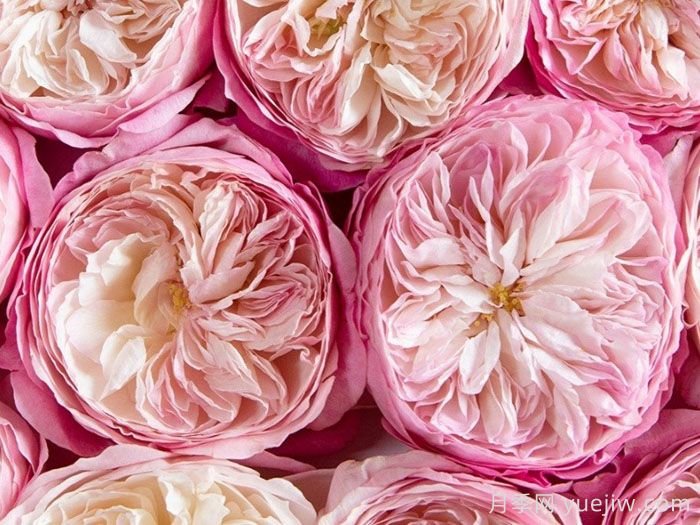 康斯坦茨月季(图3)