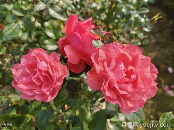 法兰西花园月季/法国花园/激情之吻(图2)