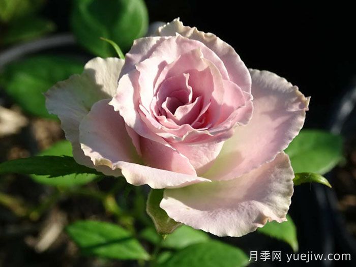 荷兰老人月季/老荷兰(图4)