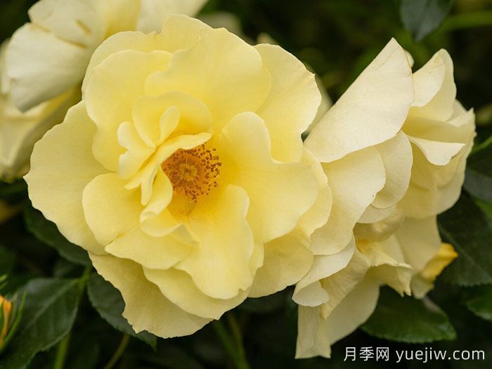 阿什顿沃尔德月季(图1)