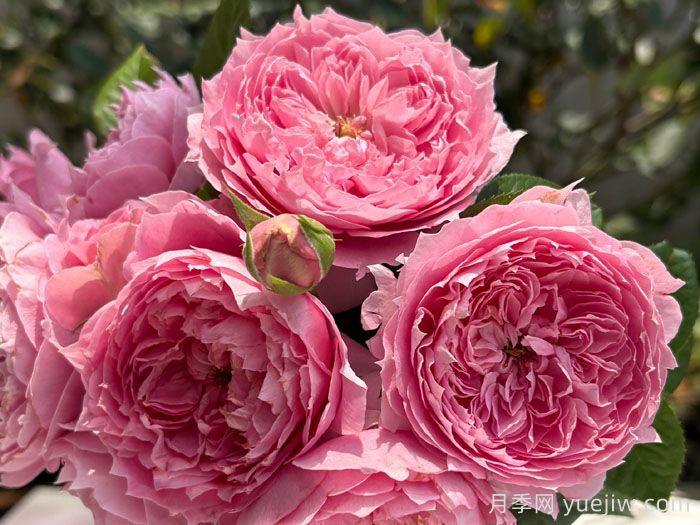 初见月季/初景(图3)