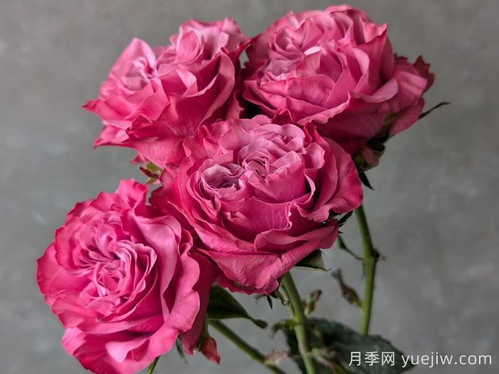 蓝湖月季/蓝色泻湖(图3)