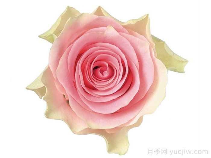 速腾月季/炫速(图1)