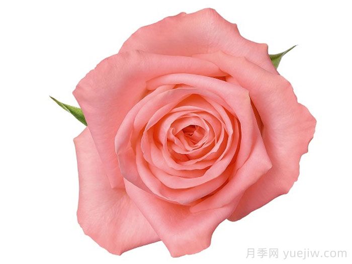 安娜卡丽娜月季/安卡丽娜(图1)