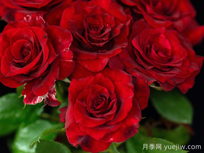 四时锦月季(图1)