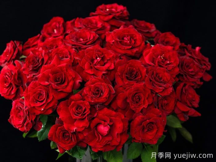 四时锦月季(图2)