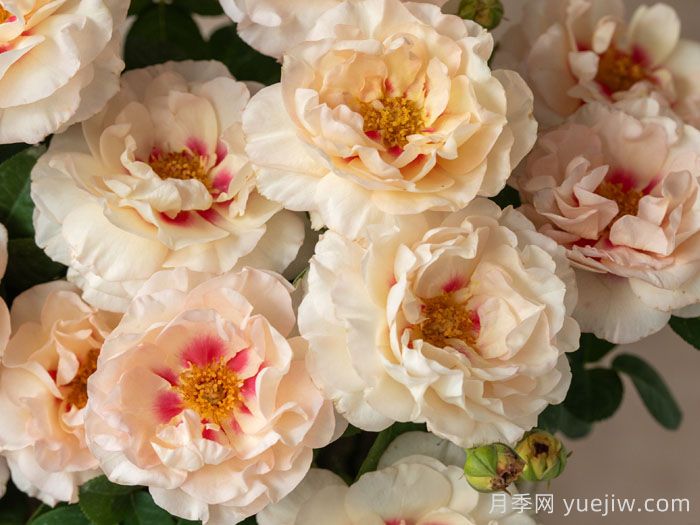 剪秋水月季(图4)