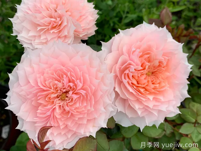 莫妮卡戴维月季(图1)