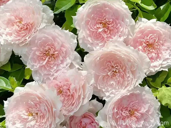 莫妮卡戴维月季(图3)