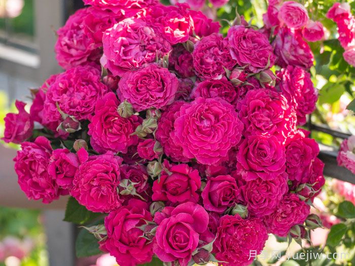 胭脂果冻月季(图3)