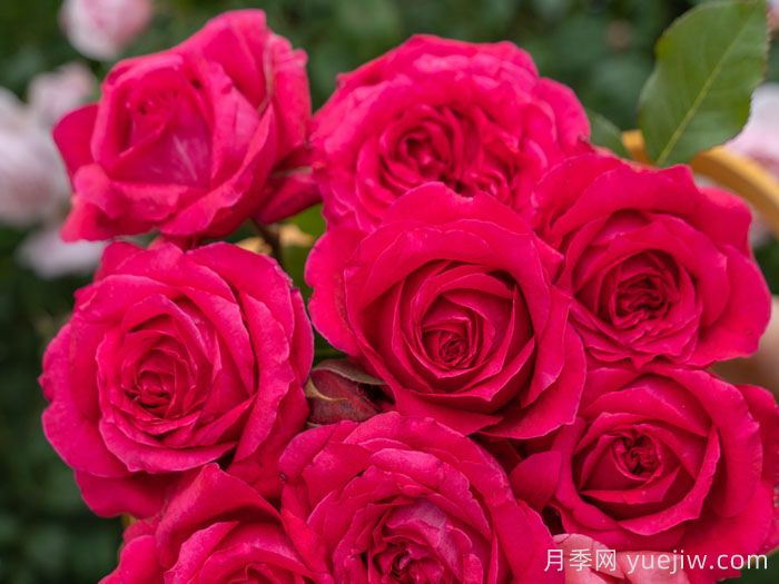 胭脂果冻月季(图1)