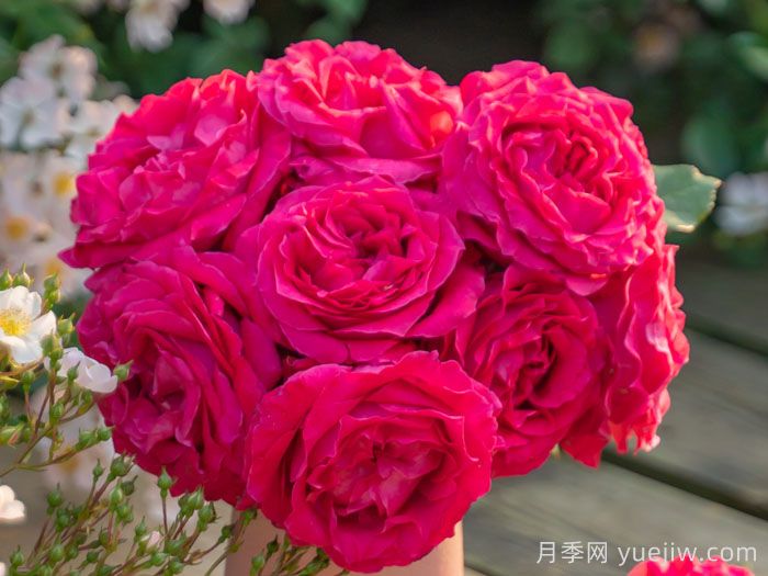 胭脂果冻月季(图2)