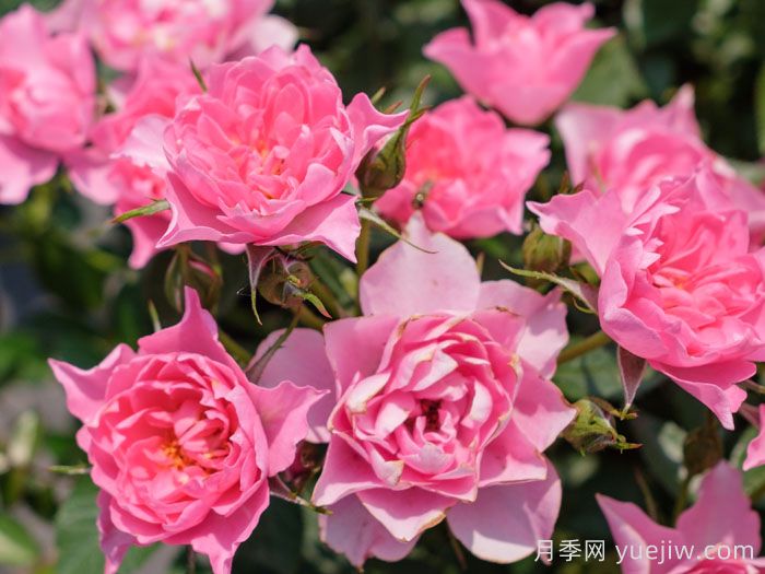 小婵娟月季(图2)