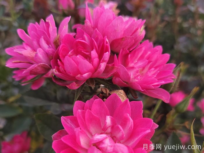 耐寒的5个品种月季,0度以上就能开花(图5) 耐寒的5个品种月季,0度以上就能开花(图5)