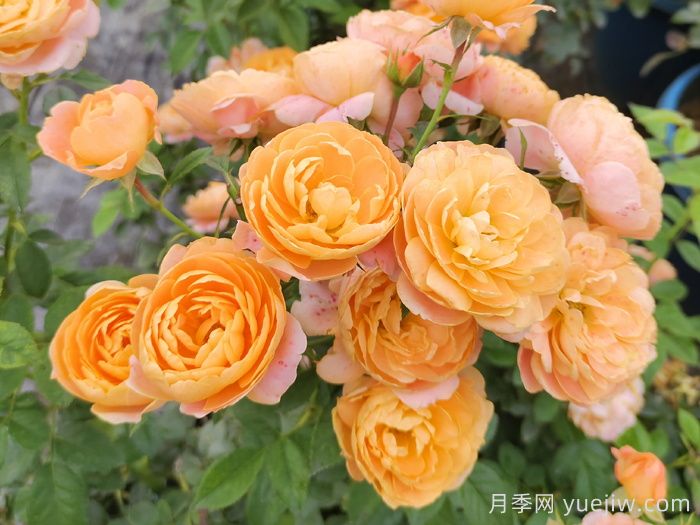 地栽盆栽总失败?试试花箱种植月季吧(图1) 地栽盆栽总失败?试试花箱种植月季吧(图1)