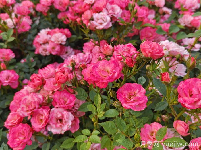 秋天14株疗愈系植物，让院子浪漫又温柔(图2)