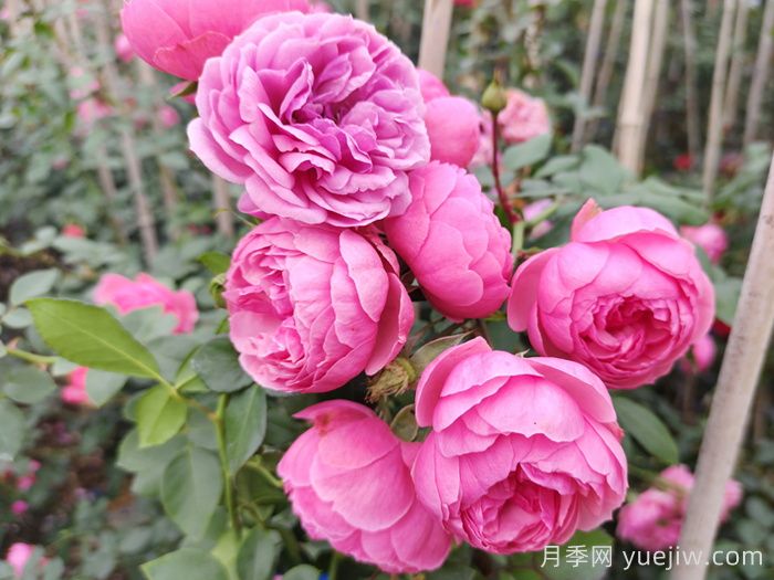 耐热性强的6种月季，35度高温花型花色依然很美(图6)