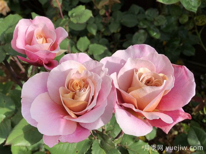 遥远的鼓声月季/妖鼓/遥鼓(图3)