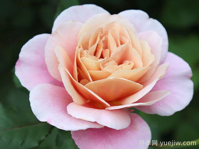 遥远的鼓声月季/妖鼓/遥鼓(图4)