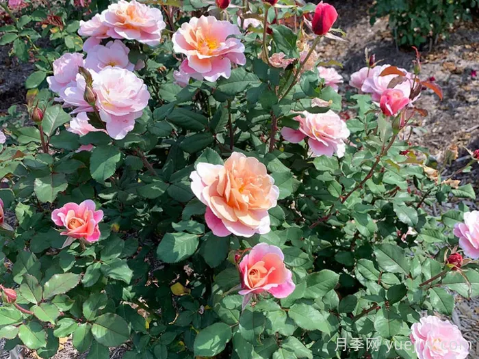 遥远的鼓声月季/妖鼓/遥鼓(图5)