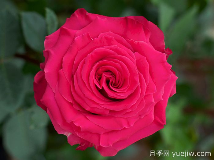 完美蒙蒂月季/浑身是胆(图1)