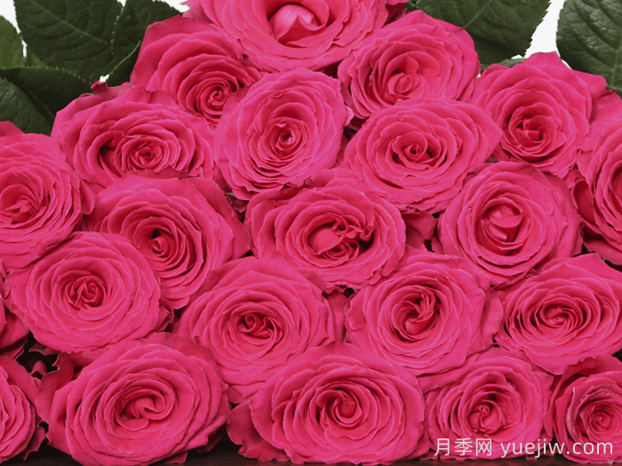 完美蒙蒂月季/浑身是胆(图2)