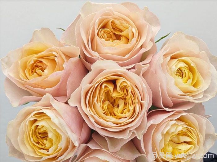 国王十字站月季(图3)