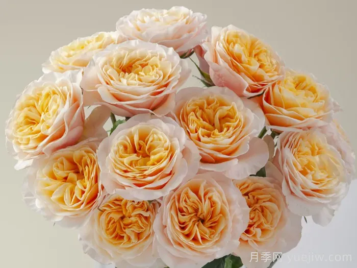 国王十字站月季(图2)