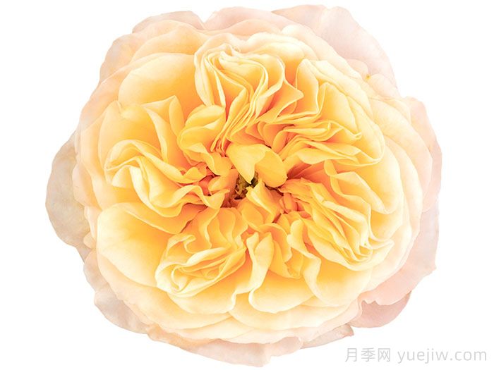 国王十字站月季(图1)