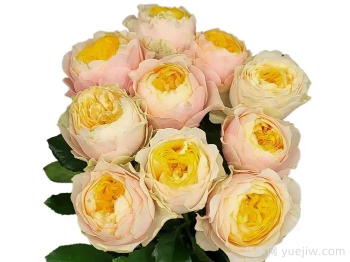 圣彼得公园月季(图2)